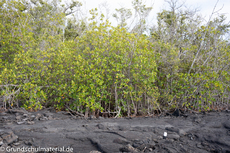 Galapagos-Pflanzen27.jpg